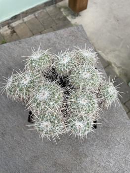 Mammillaria parkinsonii